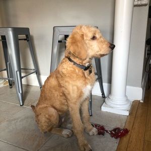 Meet your Posher, Larry